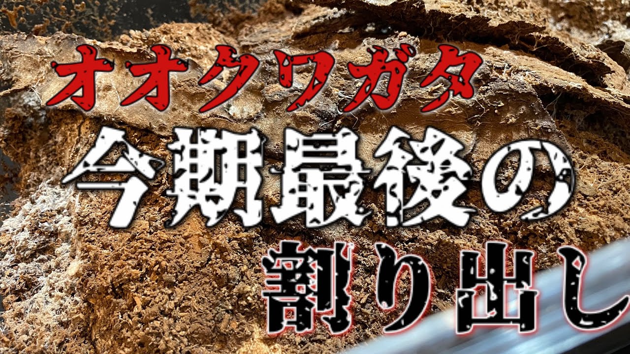 今期ラストのオオクワガタ産卵セット割り出したらこのくらい採れました【オオクワガタ割り出し】