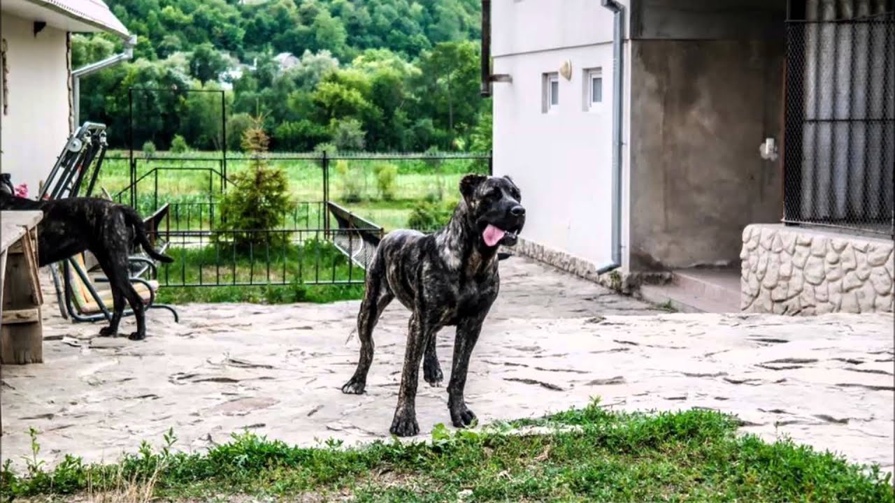Steelblood Kennel SBK9 Breeding Station of American Bandog Mastiffs ( Bandogge) Ukraine