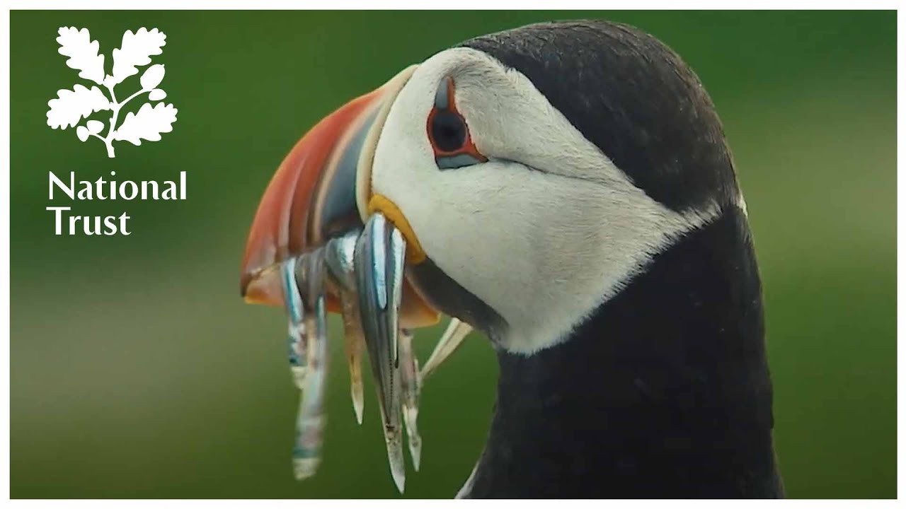 The National Trust presents The Wild Life, Episode 1, The Farne Islands & Long Nanny, Northumberland