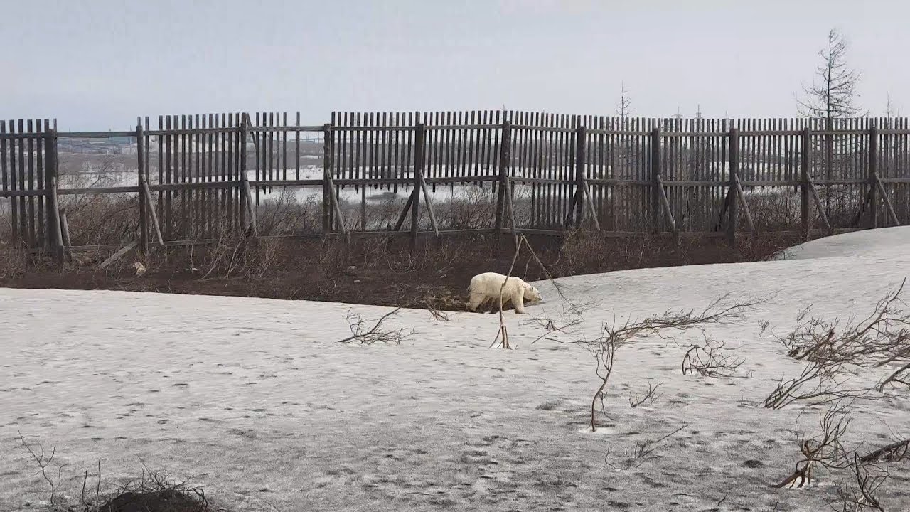 北極熊棲地不足 被迫至人類居住地覓食 20190626 公視早安新聞