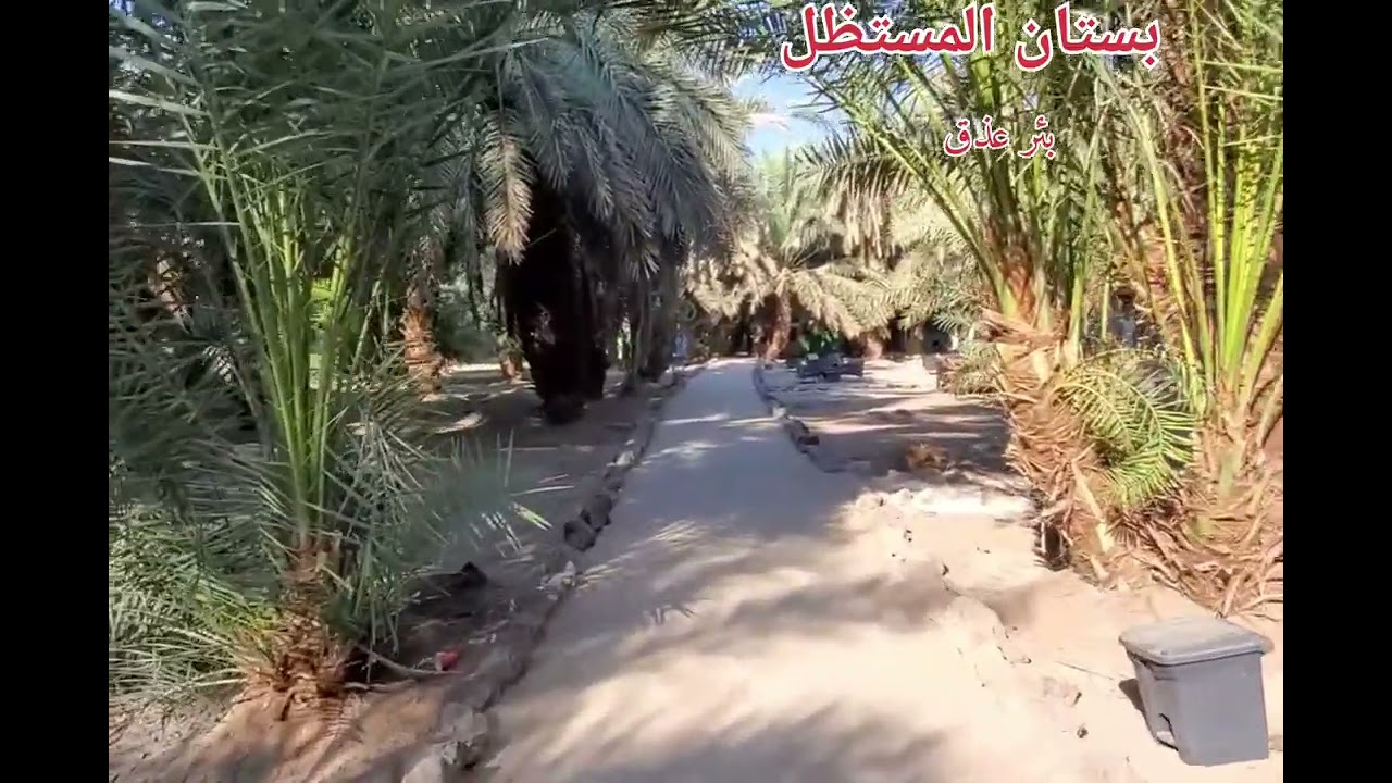 بستان المستظل وبئر عذق من معالم المدينة المنورة واثارها#ترند#اكسبلور  #travel 
