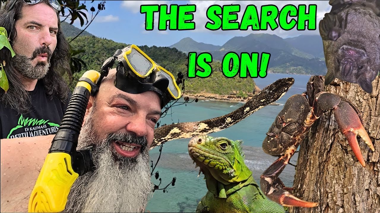 Searching For a Rare Boa in the West Indies