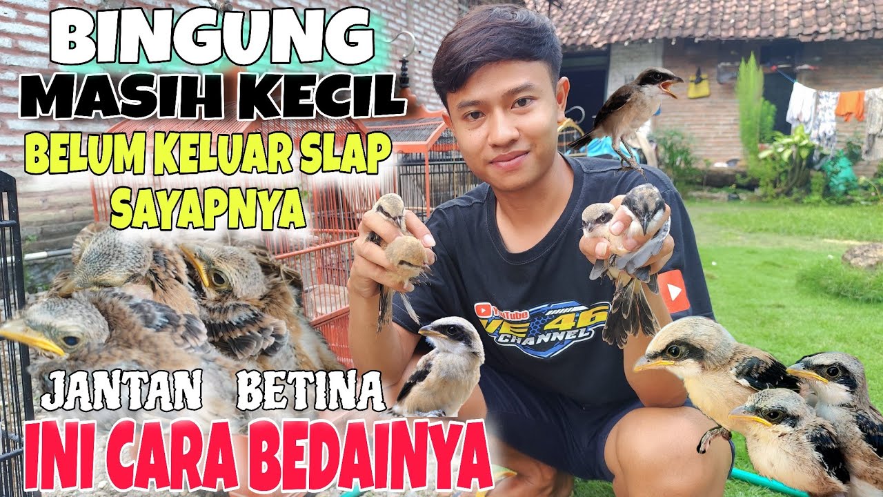BELUM KELUAR SLAP SAYAPNYA JANGAN BINGUNG🔴ini CARA MEMBEDAKAN CENDET TROTOL JANTAN & BETINA akurat