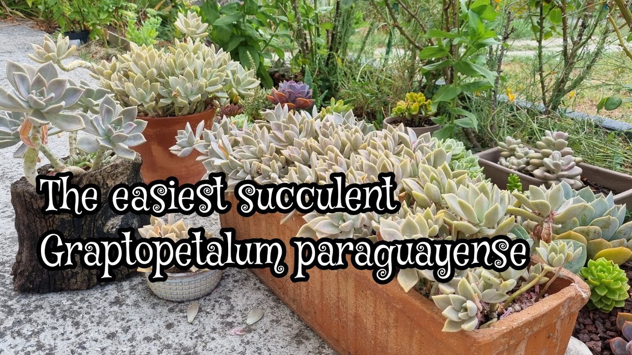 Everybody should have Graptopetalum paraguayense! #graptopetalum #paraguayense #succulents