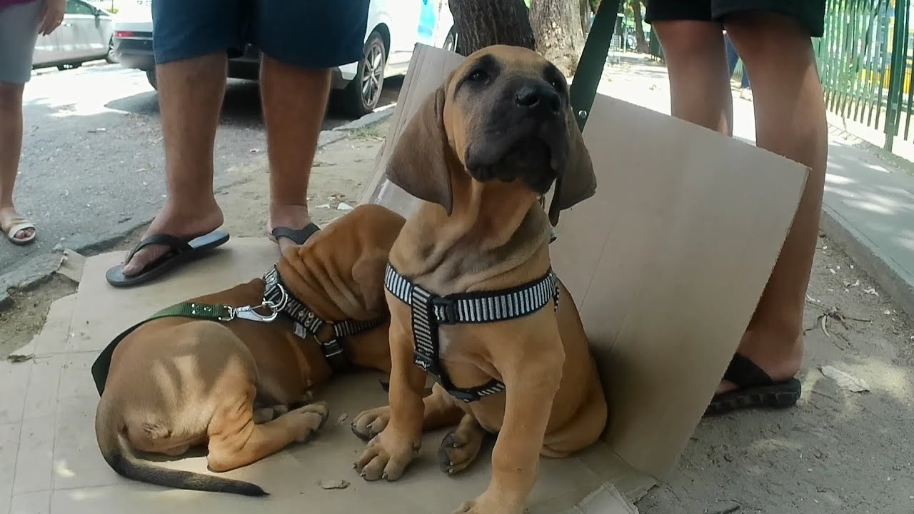 FEIRA DE CACHORRINHOS FILHOTES ROTTWEILER,PITBULL,PASTOR ALEMÃO,PINCHER,HUSK SIBERIANO 