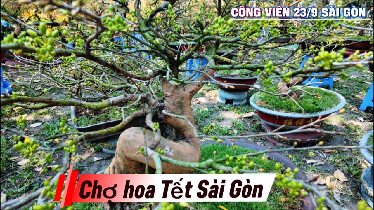 Chợ hoa công viên 23/9  về những gốc mai tuyển chọn cực đẹp nhiều bông ở Sài Gòn