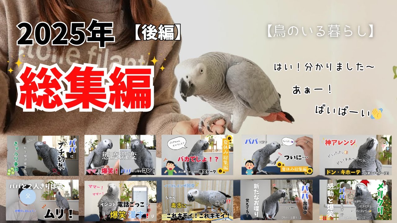 【後編】2025年ヨウムのめいちゃん振り返り総集編【鳥のいる暮らし】