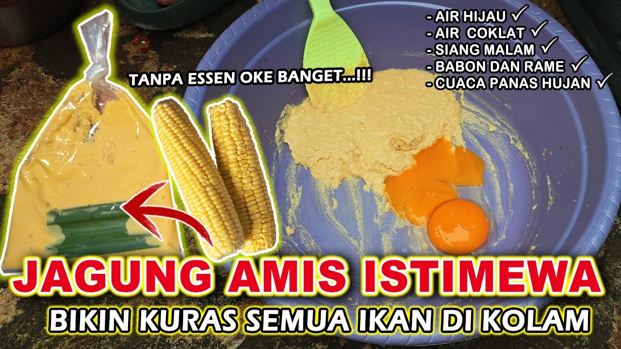 RACIKAN UMPAN TERMEWAH !! SOLUSI IKAN MAS BABON & RAME SUSAH MAKAN✅️ Ini Dia Umpan  Paling jitu❗❗
