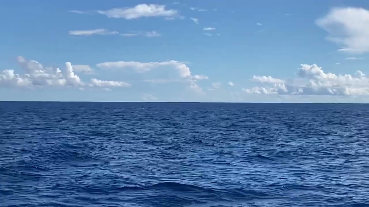 🐬Dolphin spotting at sea 🌊 