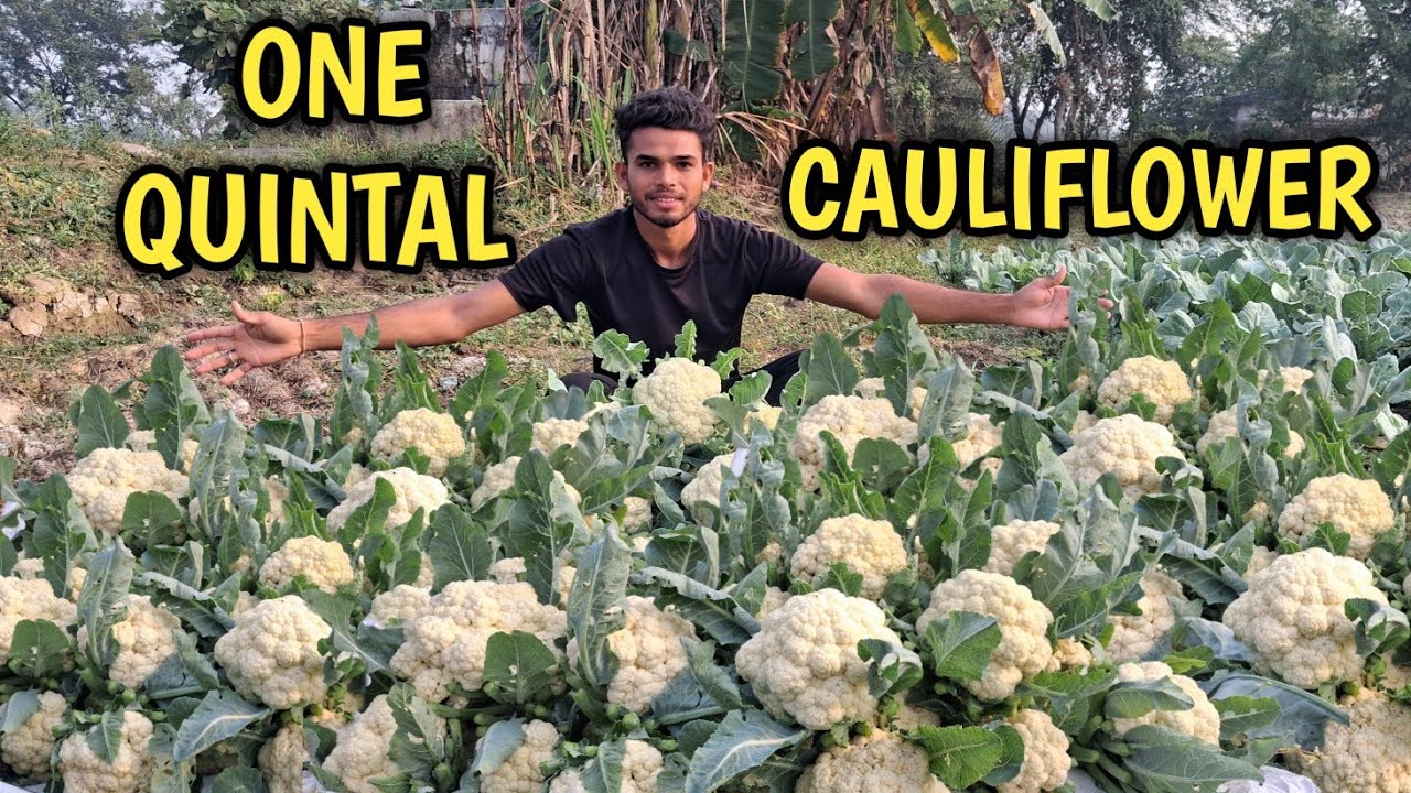 Today I Am Sell One Quintal Cauliflower How Much I Earn After Sell?
