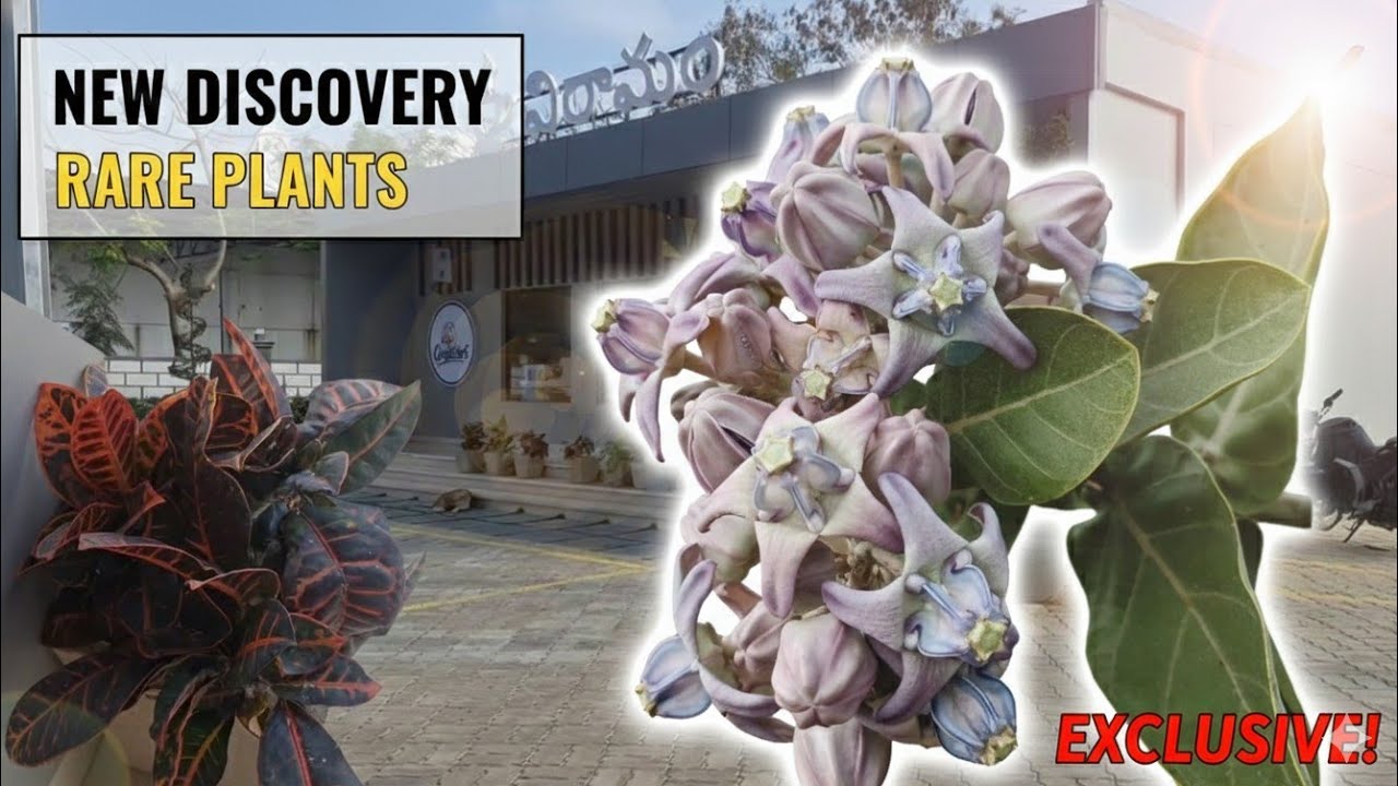Kya aapne yeh Rare Phool dekha hai? 🌸 New Discovery 2026 | @TheNatureA 