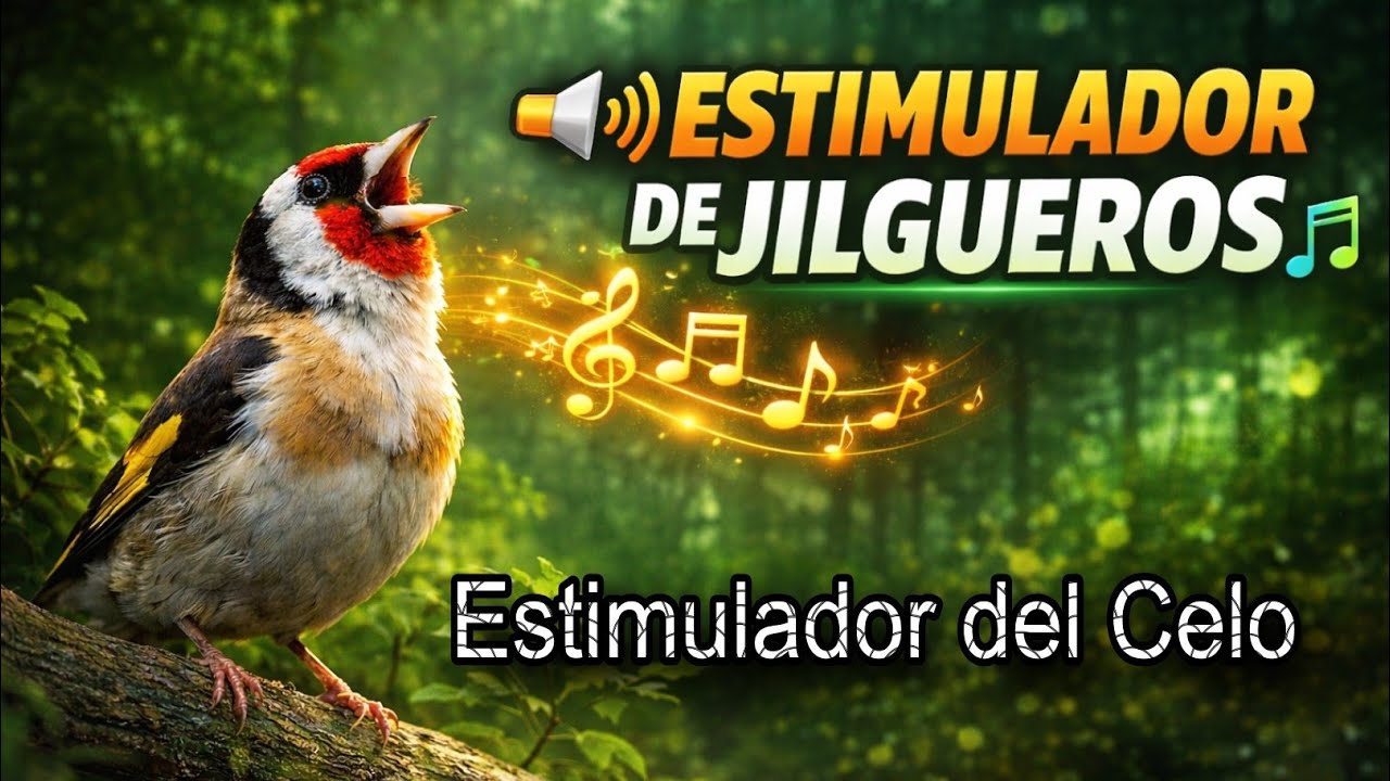 🎶 ESTIMULADOR del CELO para Jilgueros 🔥 | Canto PODEROSO para MOTIVAR y ACTIVAR a tus AVES