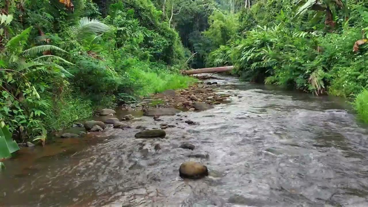 Relax Deeply by Peaceful Jungle River Sounds Surrounded by Big Rocks and Nature