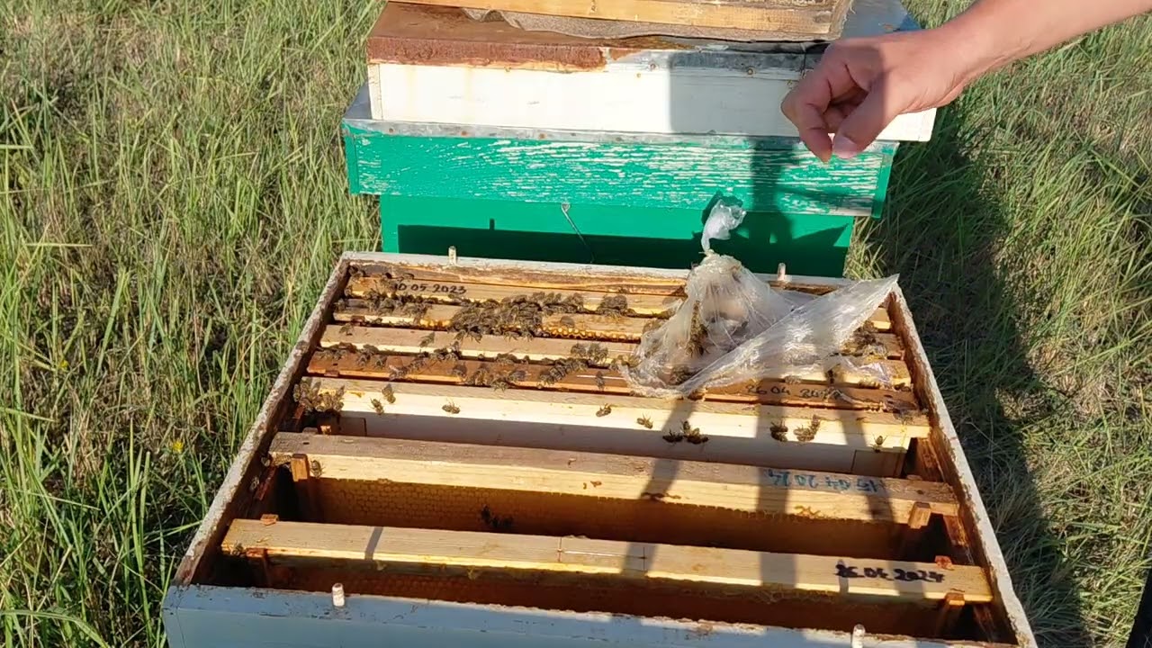 4 Hrăniri de completare în septembrie 