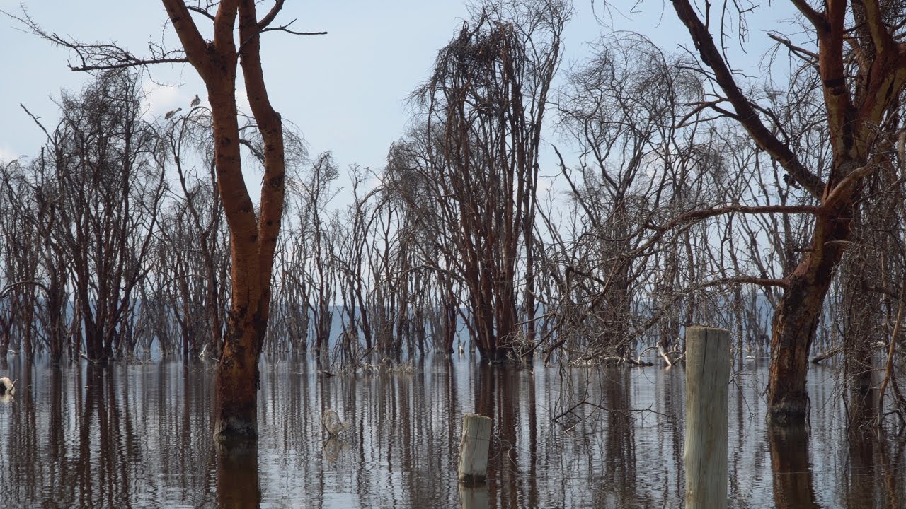 Climate change threatens Lake Nakuru, Kenya
