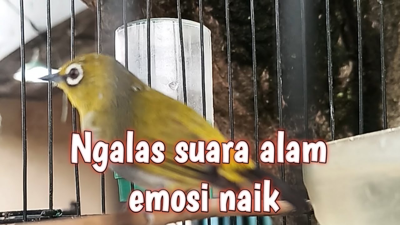 LIVE 🔴 Pleci Ngalas Gacor 🔥 Pancingan Ampuh Manggil Lawan Sampai Nempel!