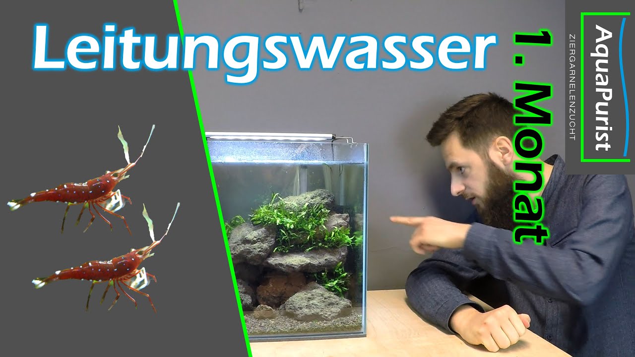 Zucht von Kardinalsgarnelen in Leitungswasser | 1 Monat Update