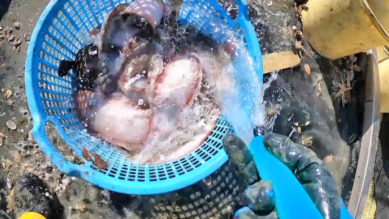 2年続けて2月は赤ゲタ多め　Two years in a row, there seems to be a lot of red sole in February.