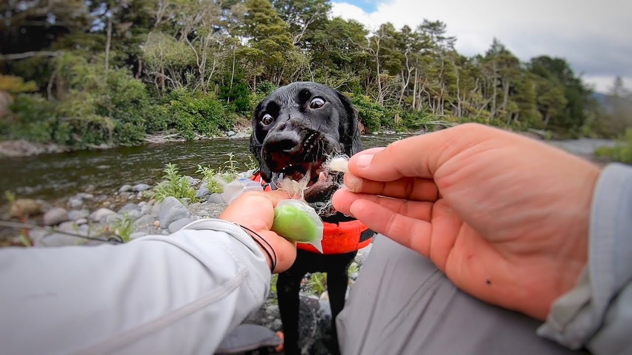 Nala the Lab x. Her first Fly Fishing experience!