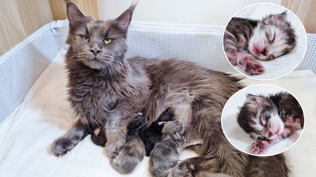 Cat Giving Birth to 4 Kittens | Maine Coon Luna