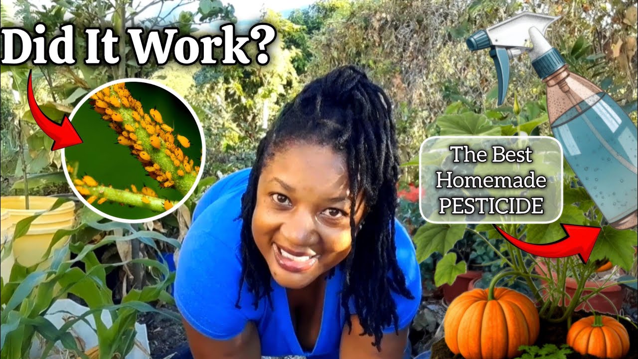 Самодельный пестицид сработал просто волшебно! Просто посмотрите на результат!