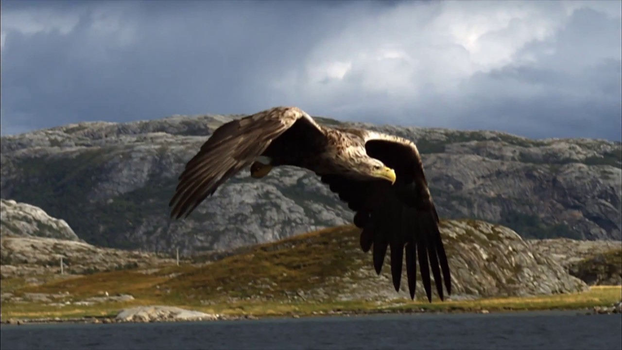 Raptor re-introductions - learning about birds of prey.