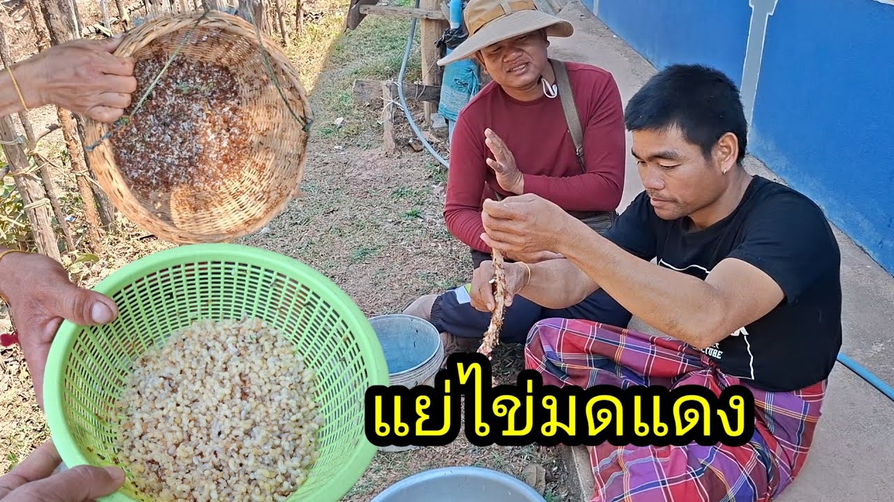 เลาะป่าแย่ไข่มดแดง ได้หลายคัก มีแต่ไข่ตื่งๆ