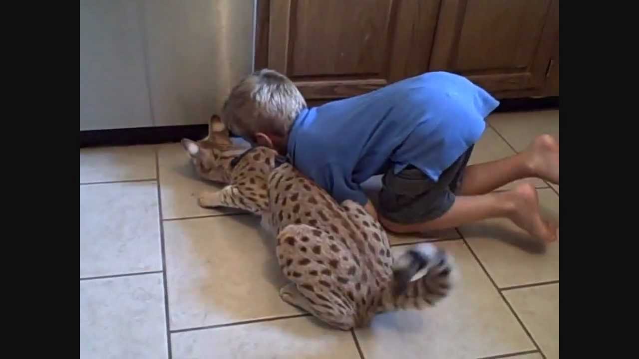 Кошка ашера играется с ребёнком / Ashera cat plays with a child