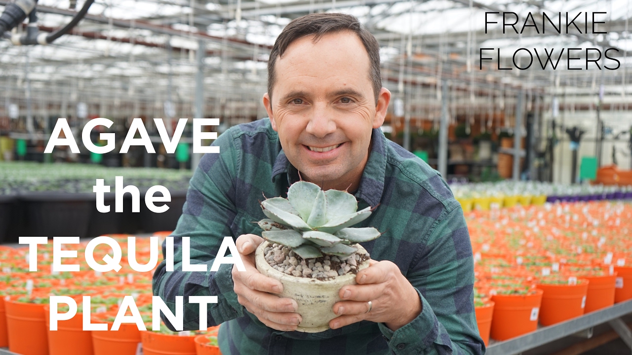 The Tequila Plant | Agave