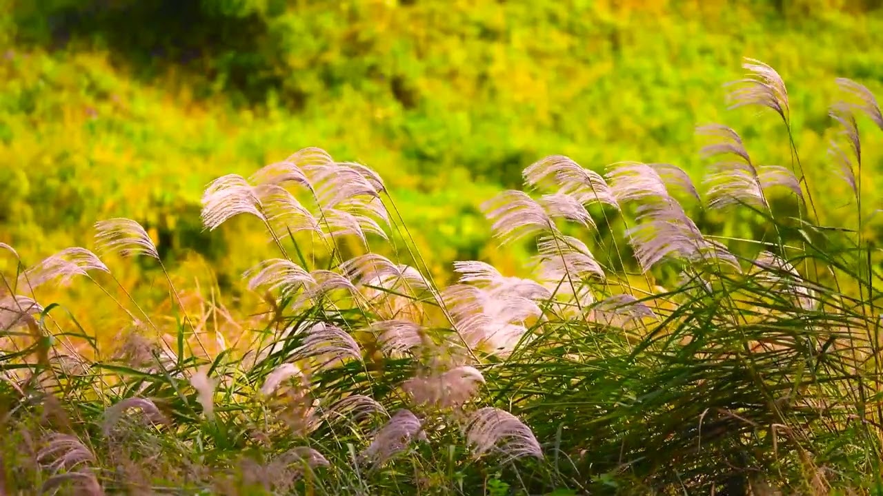 죽어서도 내가 섬길 당신은(쉰한 번째) /손종일(영상시) 배경음악: 상실 / 최경식