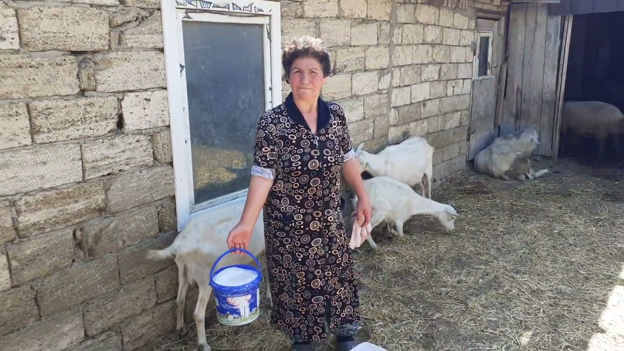 SANİ.KEÇİLERİNİN.SAĞILMASI.7.07.2023.TEL.070.348.80.59.