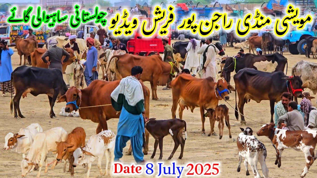 District Rajanpur Tehsil Muhammadpur fresh update heavy milking Cholistani , Sahiwalian milking cows