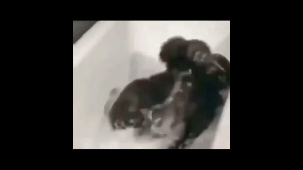monke bath