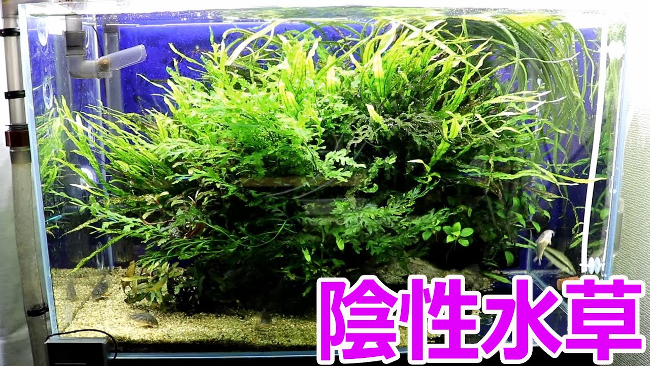 陰性水草メインの水槽を半年に１度の大掃除です