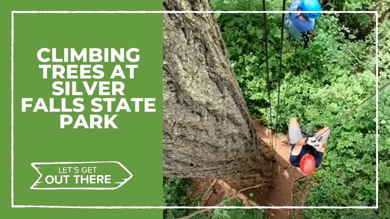 Want to branch out? Try tree climbing at Silver Falls State Park
