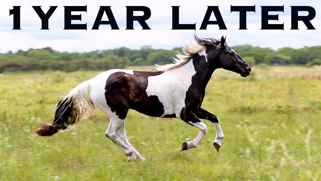 Обновление WILD HORSE!