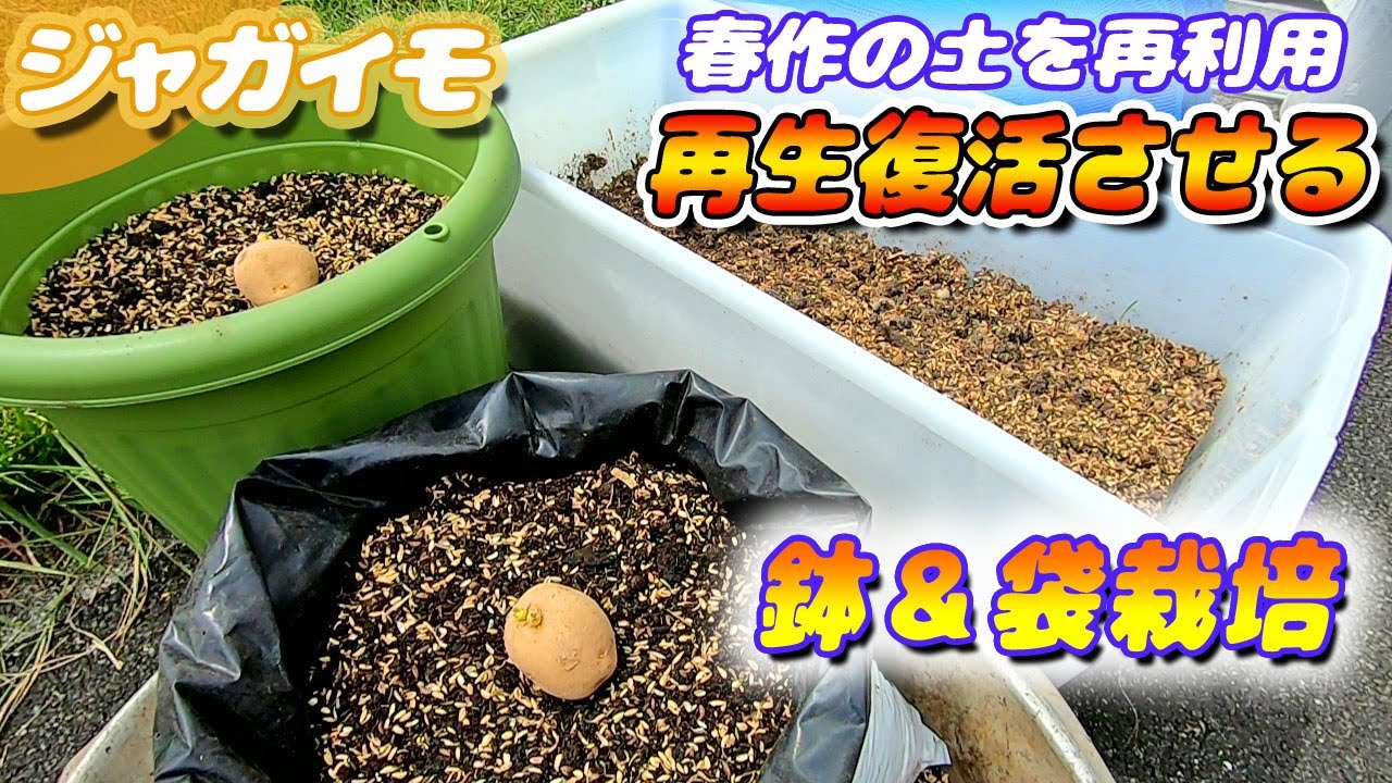 秋ジャガイモの植付け　前作土を多様な菌で復活させる