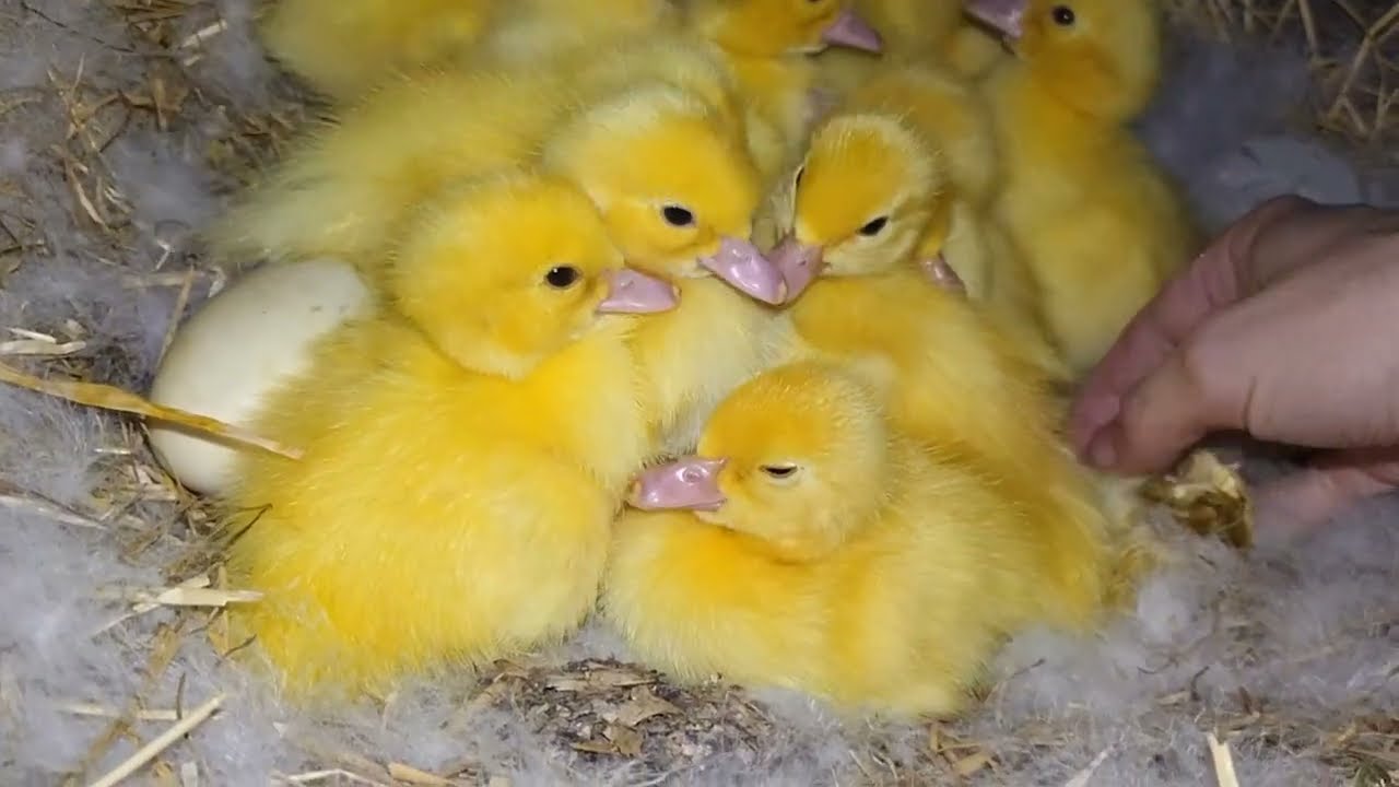 Prekvapenie na našej farmičke. Nedeľná, domáca kapustnica v kotlíku. Údenie syra.