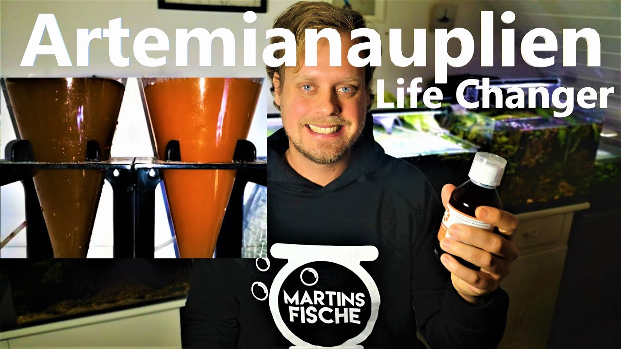 Artemianauplien LIFE CHANGER! - Wie setze ich Artemianauplien für Jungfische an?
