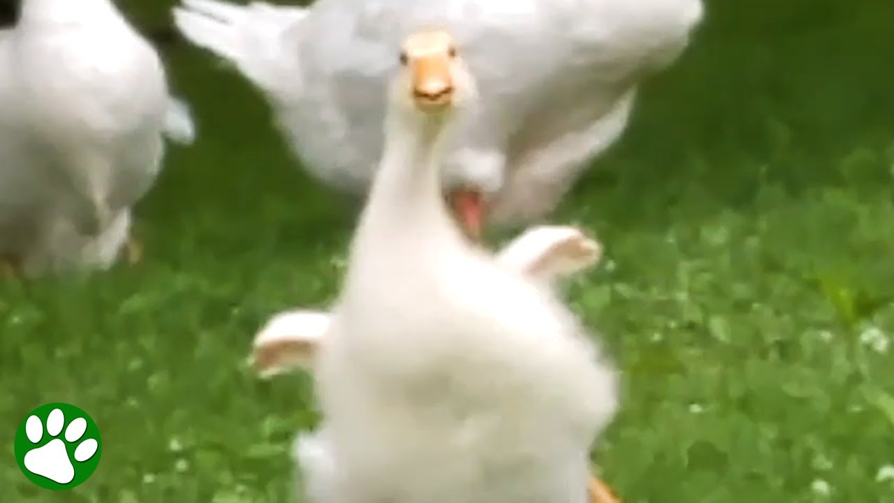 Gosling runs to meet his favorite person