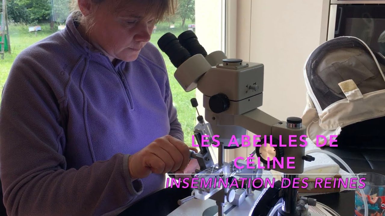 23022020 Insémination des reines