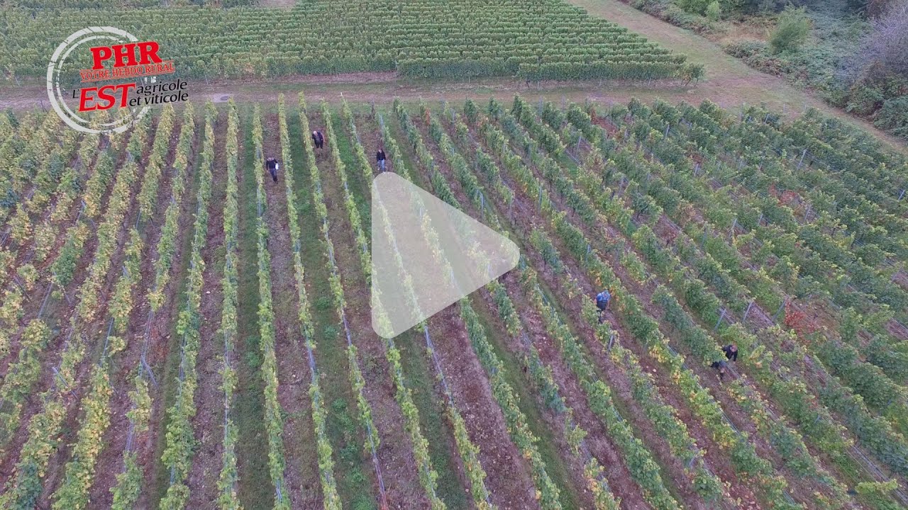 La flavescence dor&eacute;e sous haute surveillance