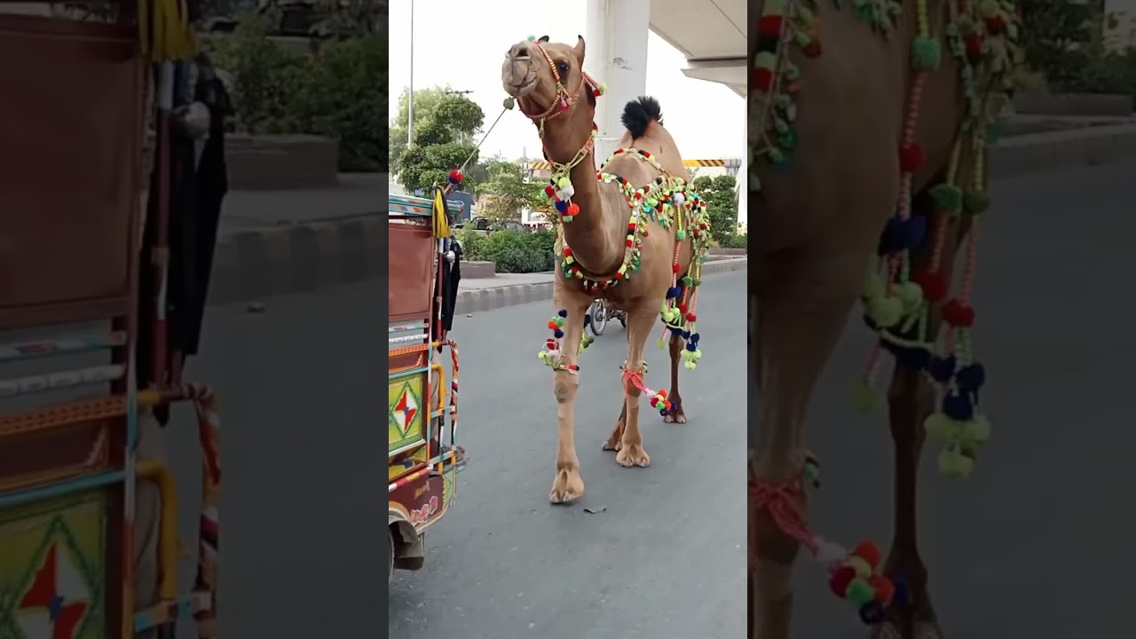 Biggest Camel || Pak Vlogs Raees