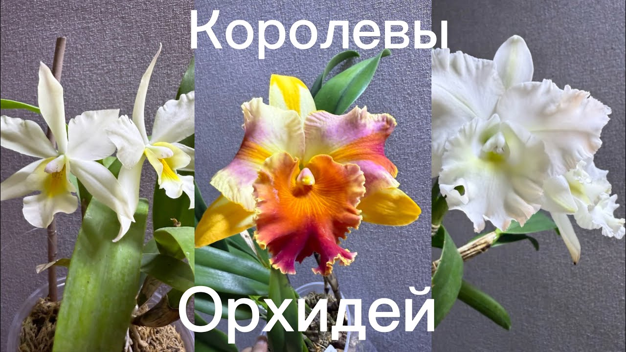 Орхидея Каттлея , от рождения до цветения ￼