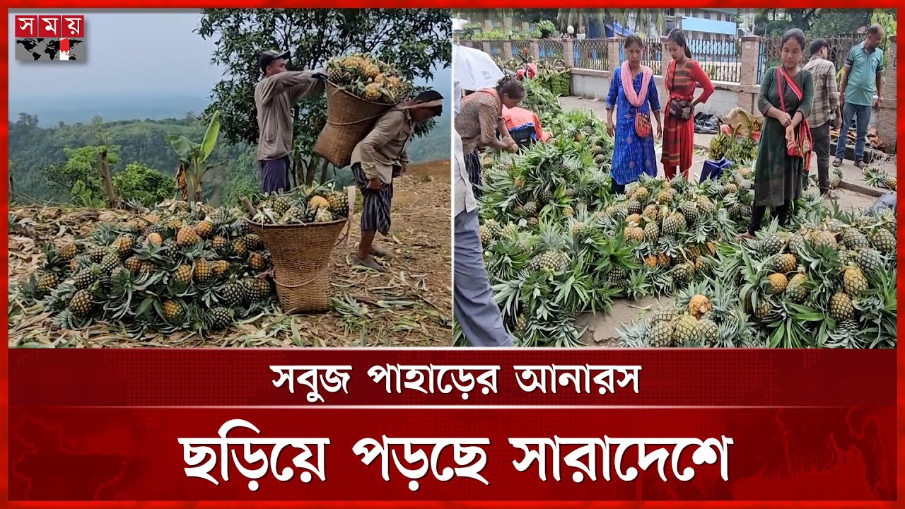 পাহাড়ে আনারসের ভালো ফলনে খুশি জুমিয়ারা | Pineapple Cultivation | Bandarban | Somoy TV