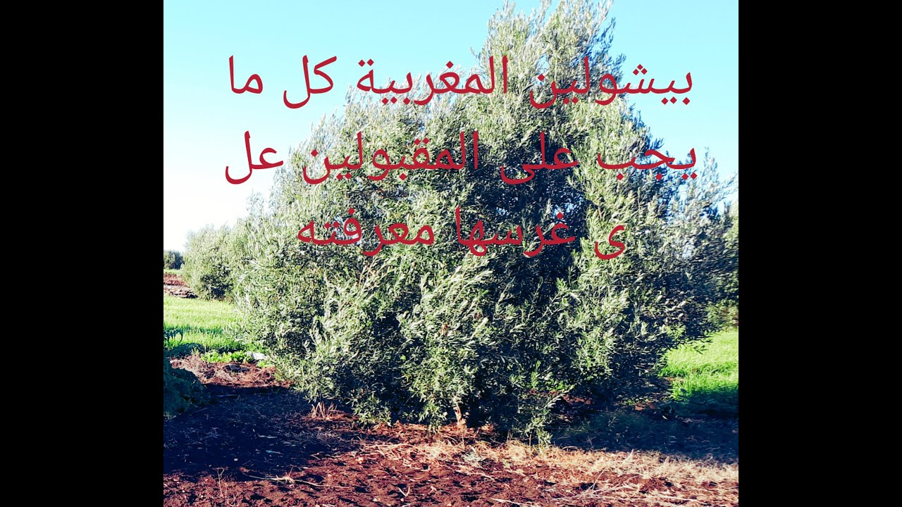 بيشولين المغربية مميزات هاد الصنف المغربي وكدلك عيوبها