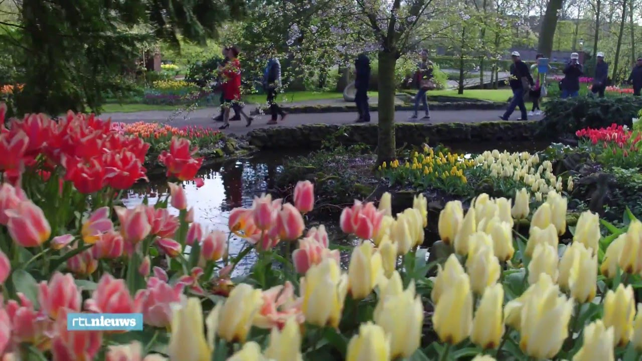 Amazing drone video shows Dutch tulips blooming