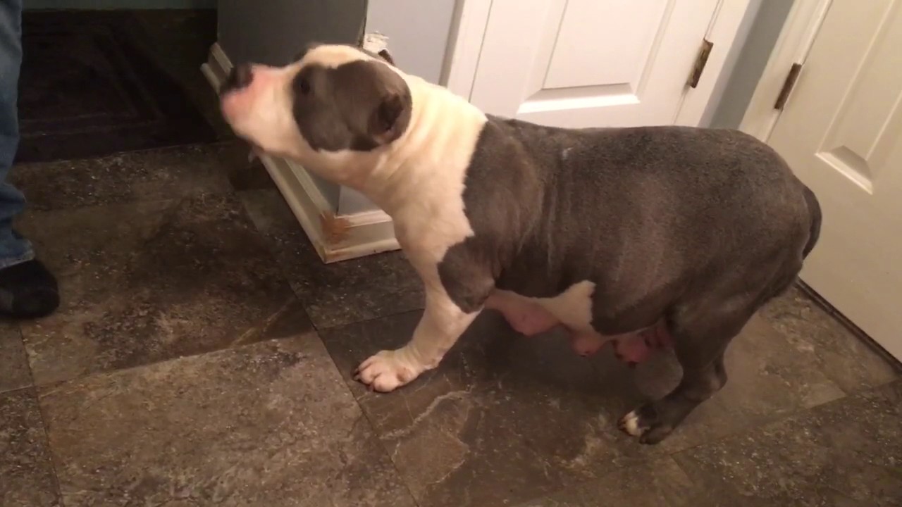 Preparing Gypsy to have her Big Country puppies