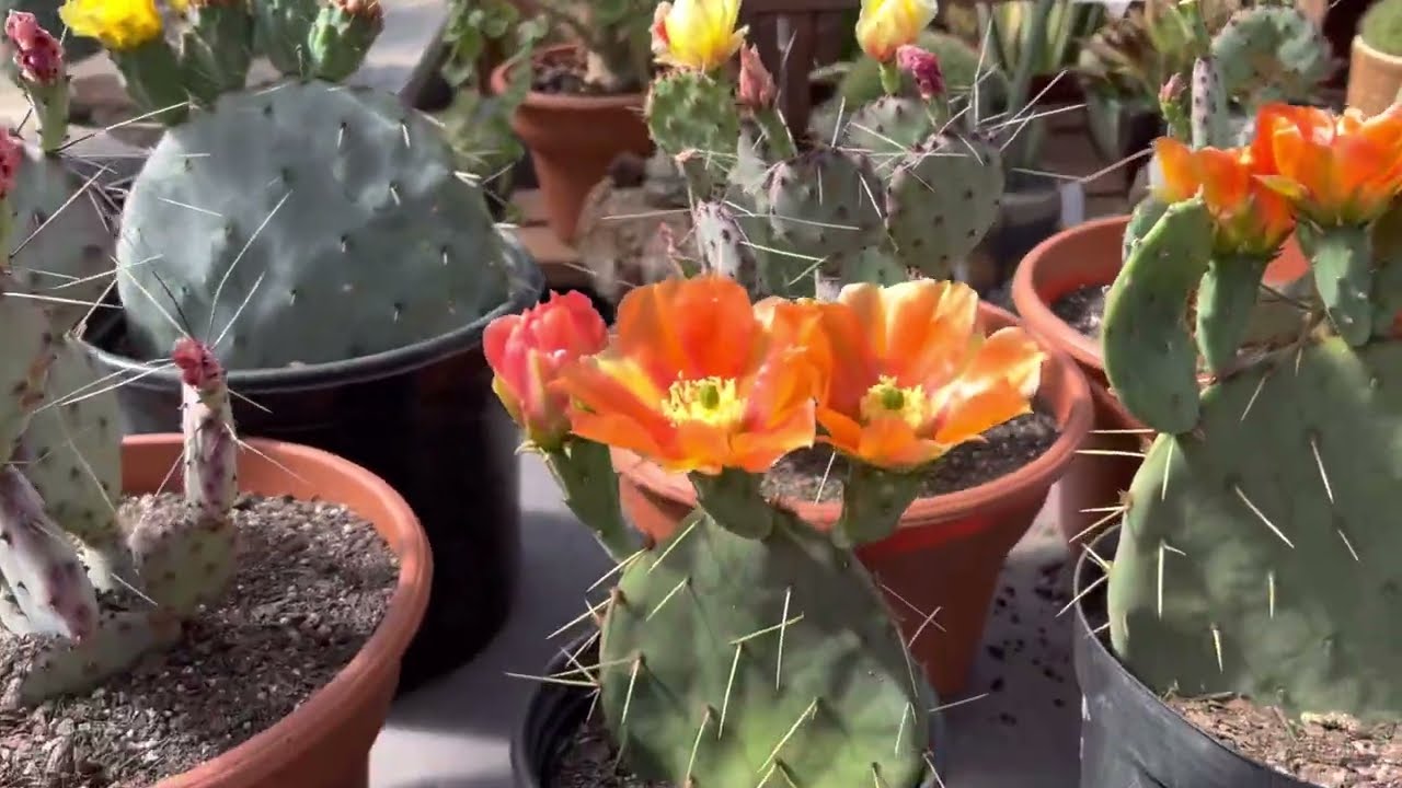 🌵 ☀️ 💐 Blooming Opuntia Collection 🏜️ 👍 🥰