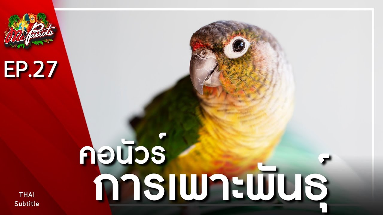 EP27.คอนัวร์ การเพาะพันธุ์